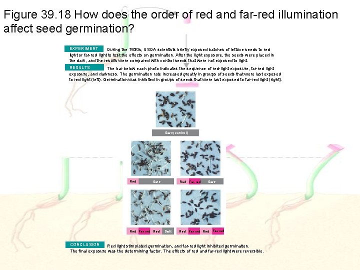 Figure 39. 18 How does the order of red and far-red illumination affect seed