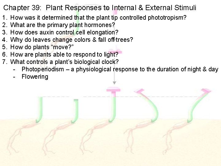 Chapter 39: Plant Responses to Internal & External Stimuli 1. 2. 3. 4. 5.