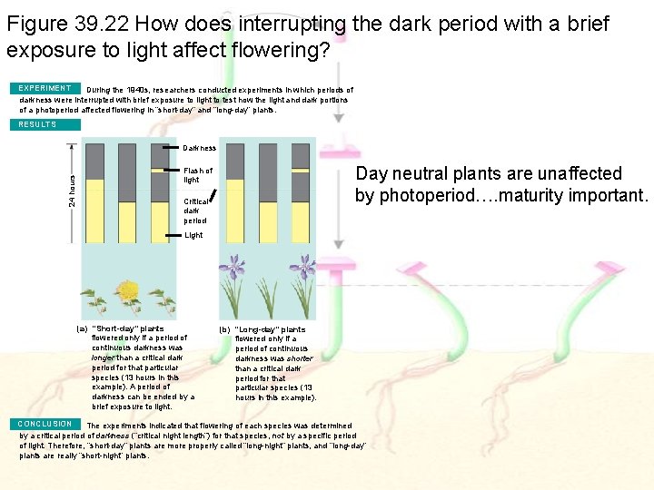 Figure 39. 22 How does interrupting the dark period with a brief exposure to