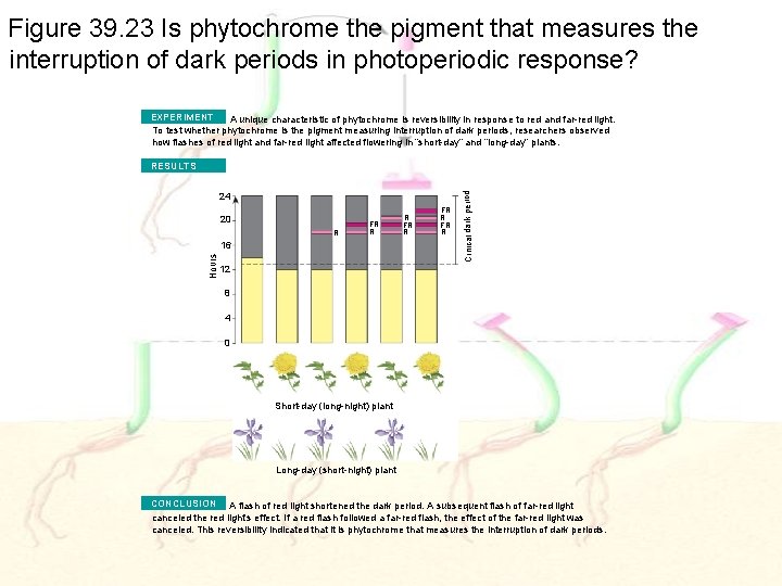 Figure 39. 23 Is phytochrome the pigment that measures the interruption of dark periods