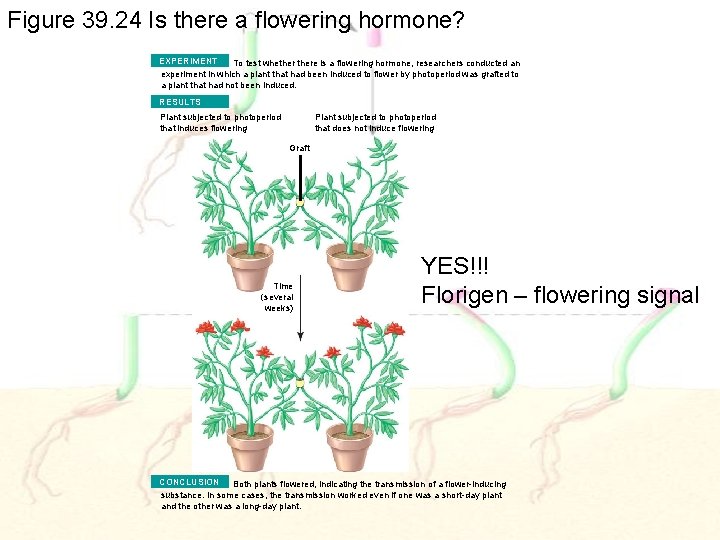 Figure 39. 24 Is there a flowering hormone? EXPERIMENT To test whethere is a