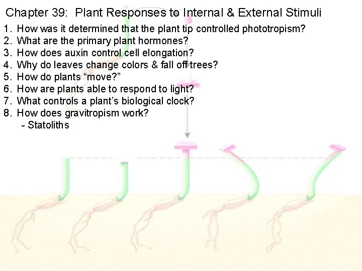 Chapter 39: Plant Responses to Internal & External Stimuli 1. 2. 3. 4. 5.