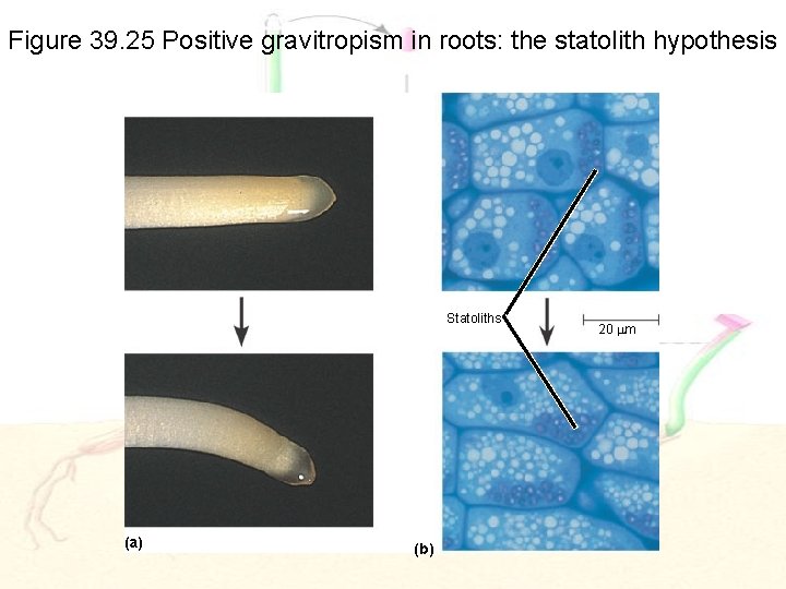 Figure 39. 25 Positive gravitropism in roots: the statolith hypothesis Statoliths (a) (b) 20
