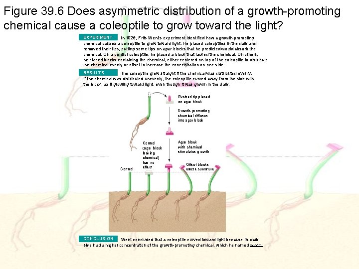 Figure 39. 6 Does asymmetric distribution of a growth-promoting chemical cause a coleoptile to