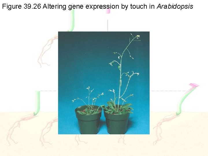 Figure 39. 26 Altering gene expression by touch in Arabidopsis 