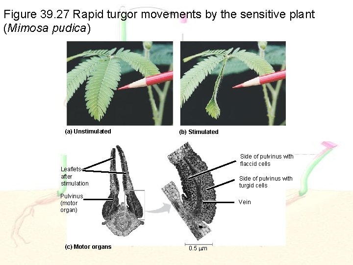 Figure 39. 27 Rapid turgor movements by the sensitive plant (Mimosa pudica) (a) Unstimulated