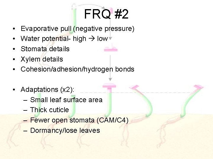 FRQ #2 • • • Evaporative pull (negative pressure) Water potential- high low Stomata