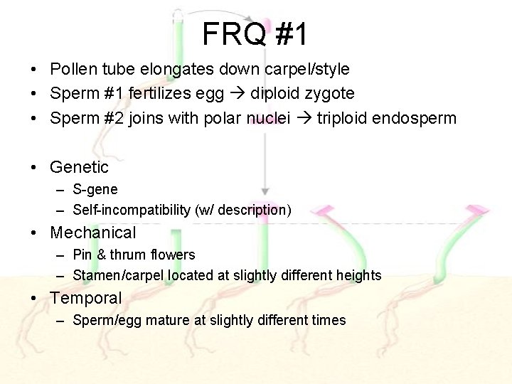 FRQ #1 • Pollen tube elongates down carpel/style • Sperm #1 fertilizes egg diploid