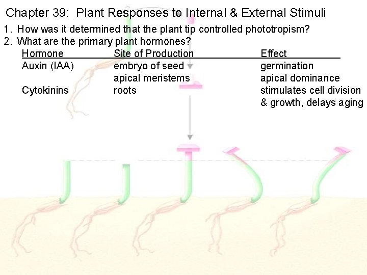 Chapter 39: Plant Responses to Internal & External Stimuli 1. How was it determined