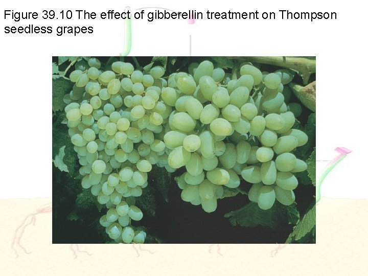 Figure 39. 10 The effect of gibberellin treatment on Thompson seedless grapes 