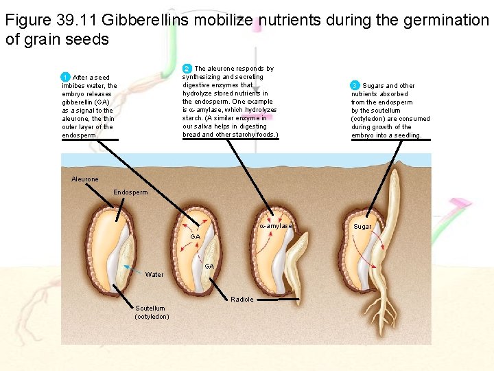 Figure 39. 11 Gibberellins mobilize nutrients during the germination of grain seeds 22 The