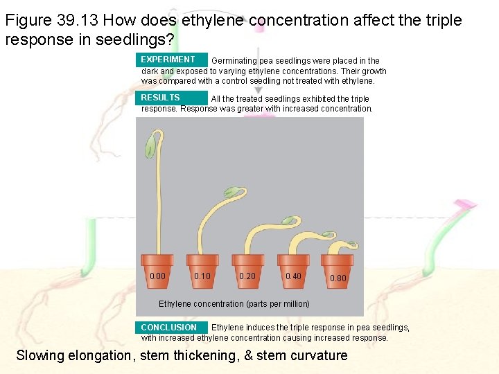 Figure 39. 13 How does ethylene concentration affect the triple response in seedlings? EXPERIMENT