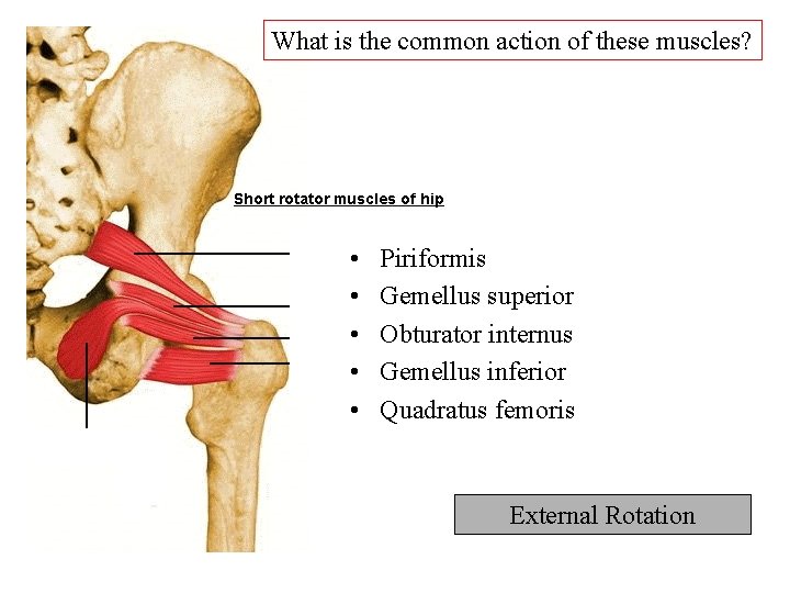 What is the common action of these muscles? • • • Piriformis Gemellus superior What is the common action of these muscles? • • • Piriformis Gemellus superior