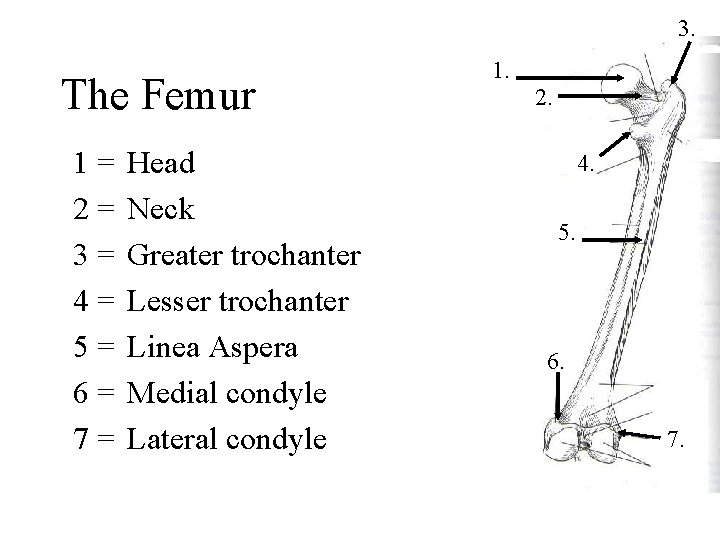 3. The Femur 1= 2= 3= 4= 5= 6= 7= Head Neck Greater trochanter 3. The Femur 1= 2= 3= 4= 5= 6= 7= Head Neck Greater trochanter