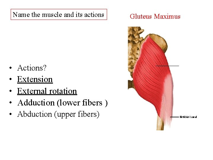 Name the muscle and its actions • Actions? • Extension • External rotation • Name the muscle and its actions • Actions? • Extension • External rotation •