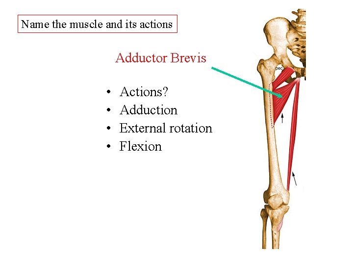 Name the muscle and its actions Adductor Brevis • • Actions? Adduction External rotation Name the muscle and its actions Adductor Brevis • • Actions? Adduction External rotation