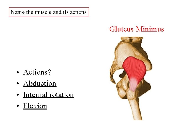 Name the muscle and its actions Gluteus Minimus • • Actions? Abduction Internal rotation Name the muscle and its actions Gluteus Minimus • • Actions? Abduction Internal rotation