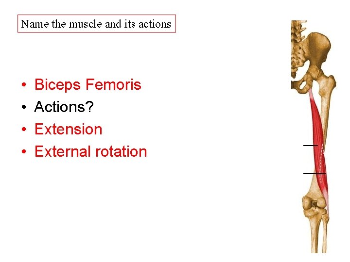 Name the muscle and its actions • • Biceps Femoris Actions? Extension External rotation Name the muscle and its actions • • Biceps Femoris Actions? Extension External rotation