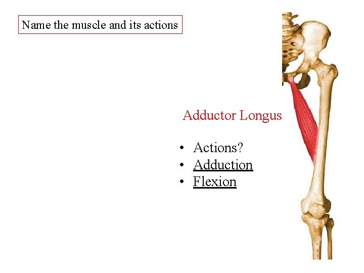 Name the muscle and its actions Adductor Longus • Actions? • Adduction • Flexion Name the muscle and its actions Adductor Longus • Actions? • Adduction • Flexion