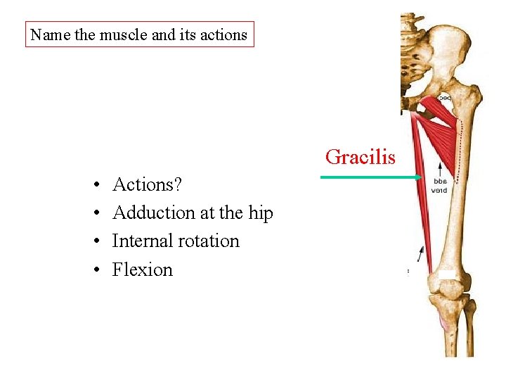 Name the muscle and its actions Gracilis • • Actions? Adduction at the hip Name the muscle and its actions Gracilis • • Actions? Adduction at the hip