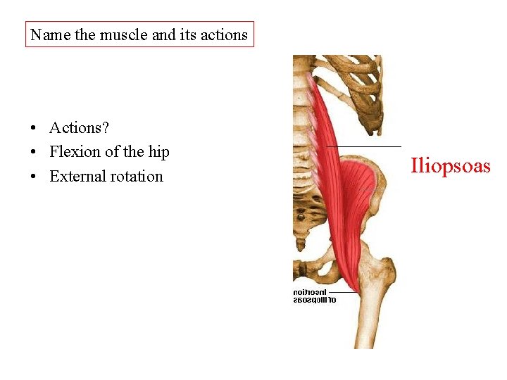 Name the muscle and its actions • Actions? • Flexion of the hip • Name the muscle and its actions • Actions? • Flexion of the hip •