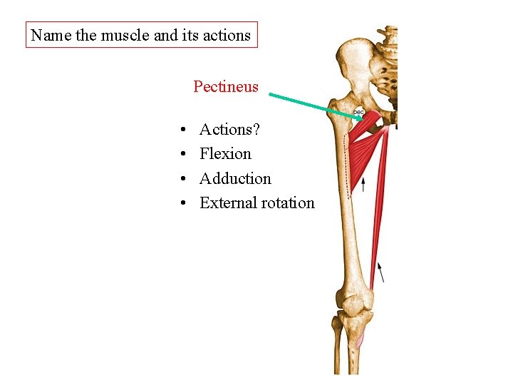 Name the muscle and its actions Pectineus • • Actions? Flexion Adduction External rotation Name the muscle and its actions Pectineus • • Actions? Flexion Adduction External rotation