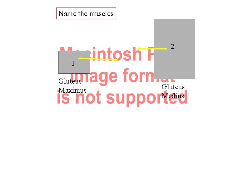Name the muscles 2 1 Gluteus Maximus Gluteus Medius Name the muscles 2 1 Gluteus Maximus Gluteus Medius