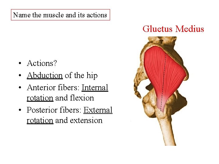 Name the muscle and its actions Gluetus Medius • Actions? • Abduction of the Name the muscle and its actions Gluetus Medius • Actions? • Abduction of the