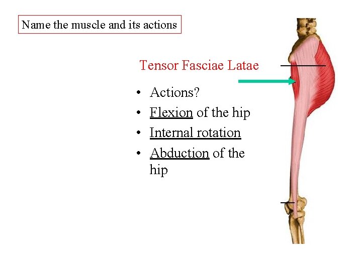 Name the muscle and its actions Tensor Fasciae Latae • • Actions? Flexion of Name the muscle and its actions Tensor Fasciae Latae • • Actions? Flexion of