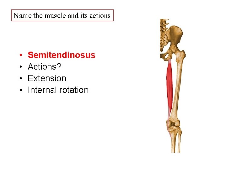 Name the muscle and its actions • • Semitendinosus Actions? Extension Internal rotation Name the muscle and its actions • • Semitendinosus Actions? Extension Internal rotation