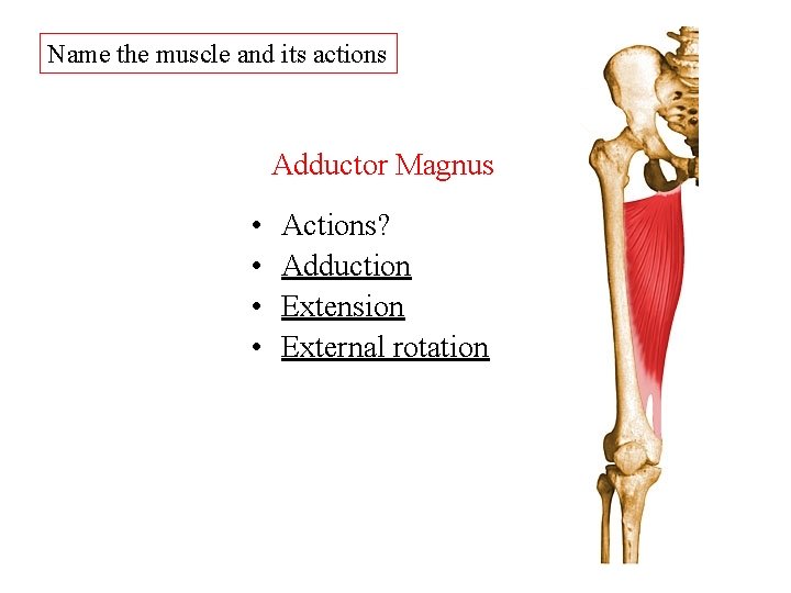 Name the muscle and its actions Adductor Magnus • • Actions? Adduction Extension External Name the muscle and its actions Adductor Magnus • • Actions? Adduction Extension External