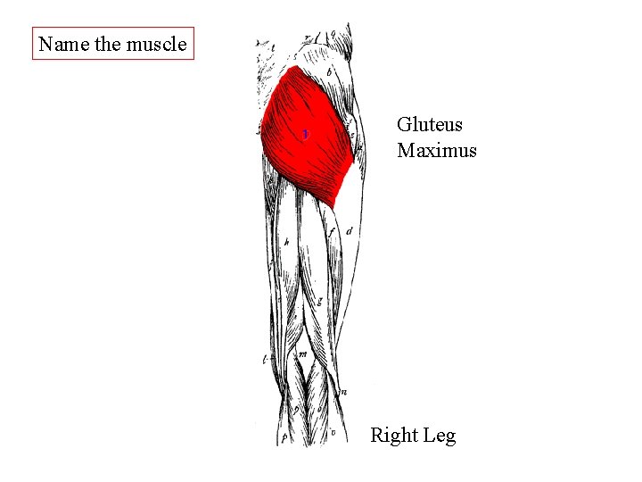Name the muscle Gluteus Maximus Right Leg Name the muscle Gluteus Maximus Right Leg