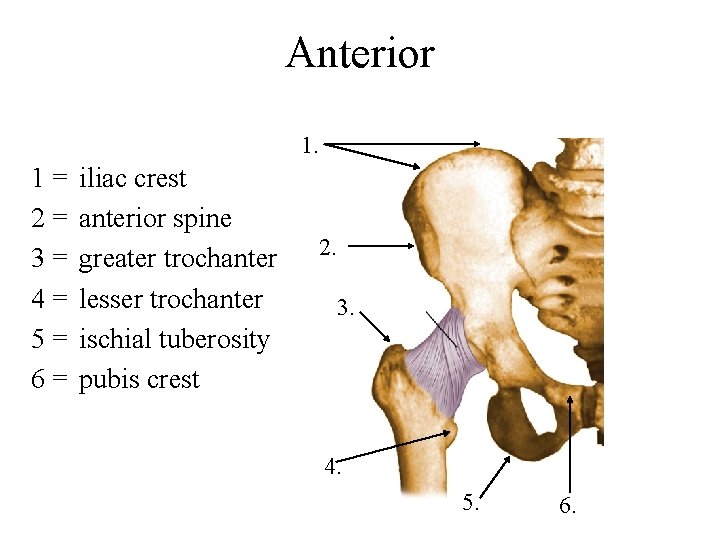 Anterior 1. 1= 2= 3= 4= 5= 6= iliac crest anterior spine greater trochanter Anterior 1. 1= 2= 3= 4= 5= 6= iliac crest anterior spine greater trochanter