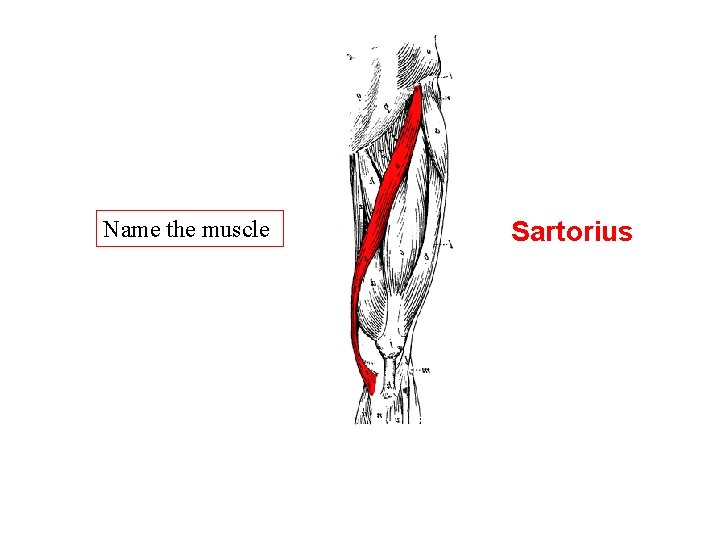 Name the muscle Sartorius Name the muscle Sartorius