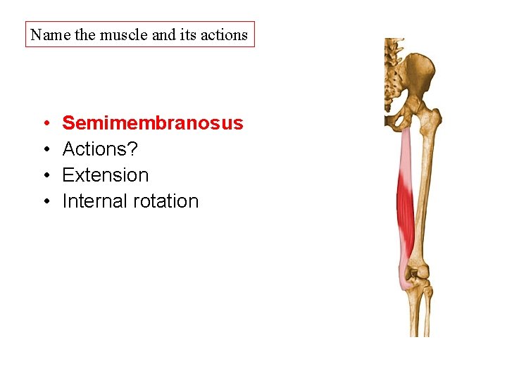 Name the muscle and its actions • • Semimembranosus Actions? Extension Internal rotation Name the muscle and its actions • • Semimembranosus Actions? Extension Internal rotation