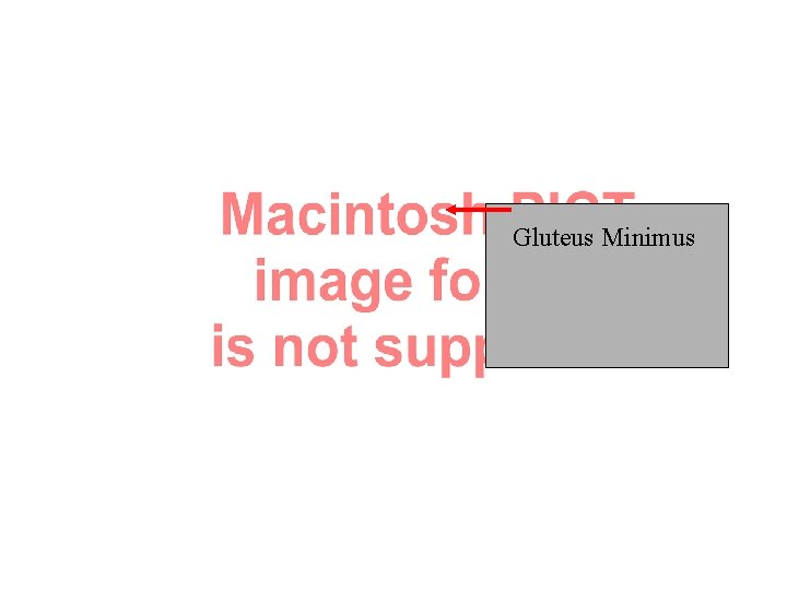 Gluteus Minimus Gluteus Minimus