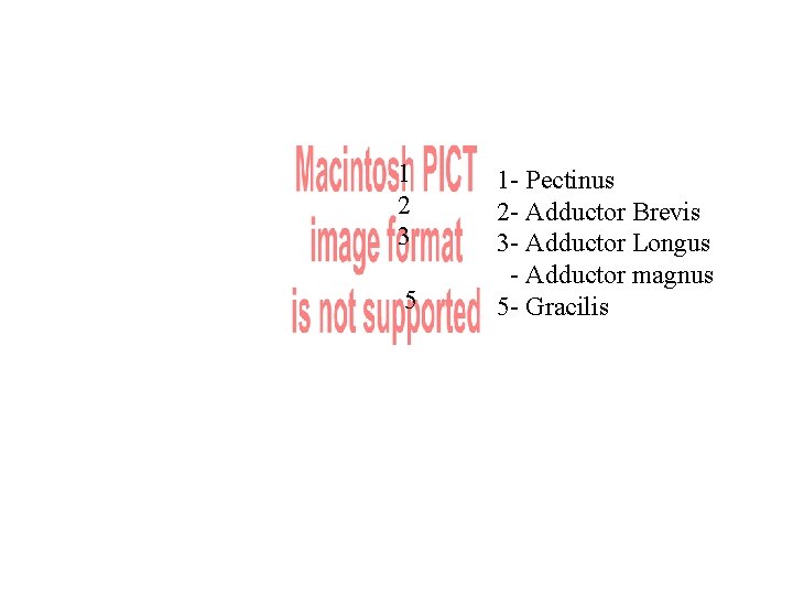 1 2 3 5 1 - Pectinus 2 - Adductor Brevis 3 - Adductor 1 2 3 5 1 - Pectinus 2 - Adductor Brevis 3 - Adductor