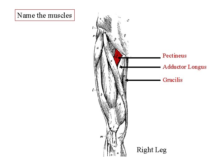 Name the muscles Pectineus Adductor Longus Gracilis Right Leg Name the muscles Pectineus Adductor Longus Gracilis Right Leg