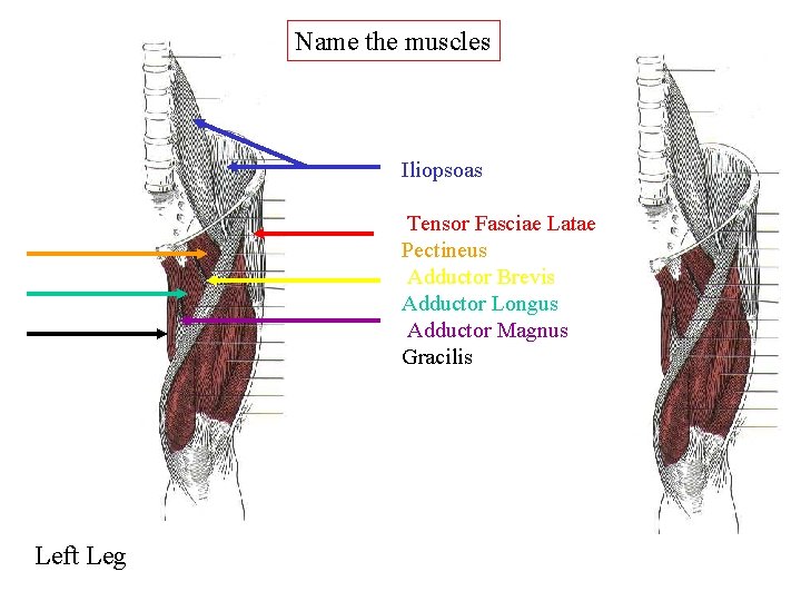 Name the muscles Iliopsoas Tensor Fasciae Latae Pectineus Adductor Brevis Adductor Longus Adductor Magnus Name the muscles Iliopsoas Tensor Fasciae Latae Pectineus Adductor Brevis Adductor Longus Adductor Magnus