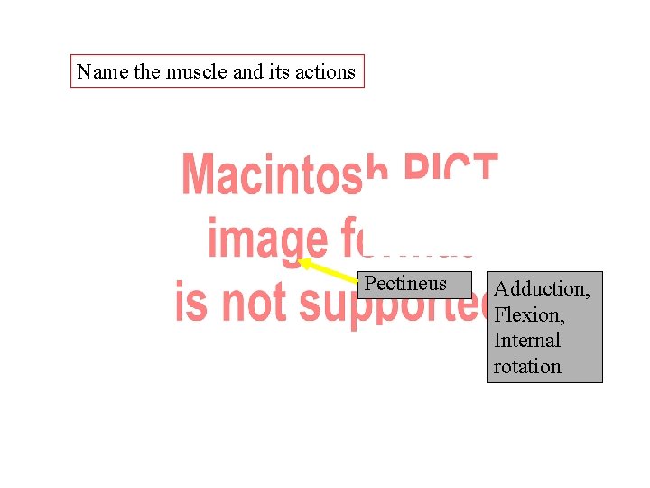Name the muscle and its actions Pectineus Adduction, Flexion, Internal rotation Name the muscle and its actions Pectineus Adduction, Flexion, Internal rotation
