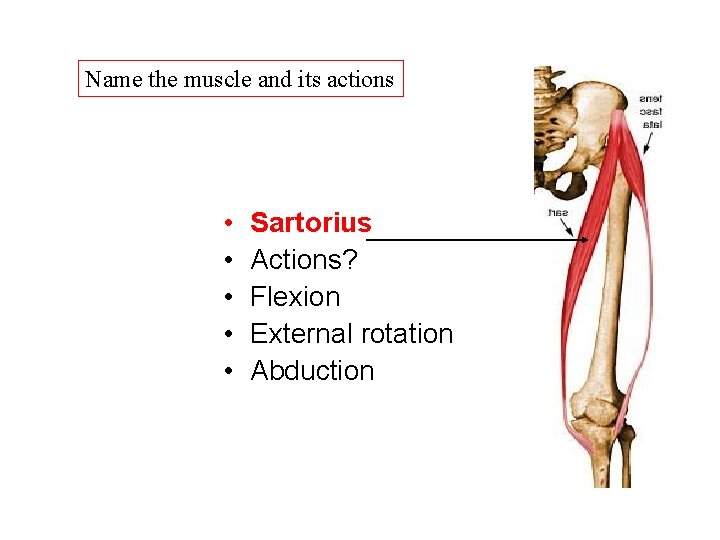 Name the muscle and its actions • • • Sartorius Actions? Flexion External rotation Name the muscle and its actions • • • Sartorius Actions? Flexion External rotation