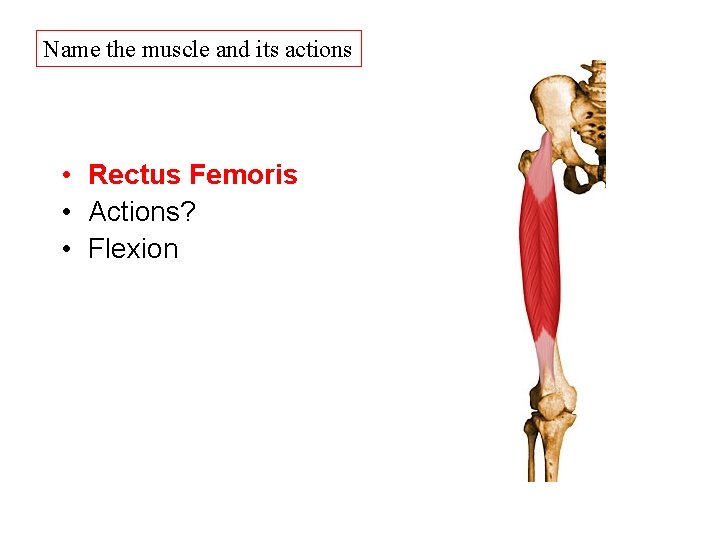 Name the muscle and its actions • Rectus Femoris • Actions? • Flexion Name the muscle and its actions • Rectus Femoris • Actions? • Flexion