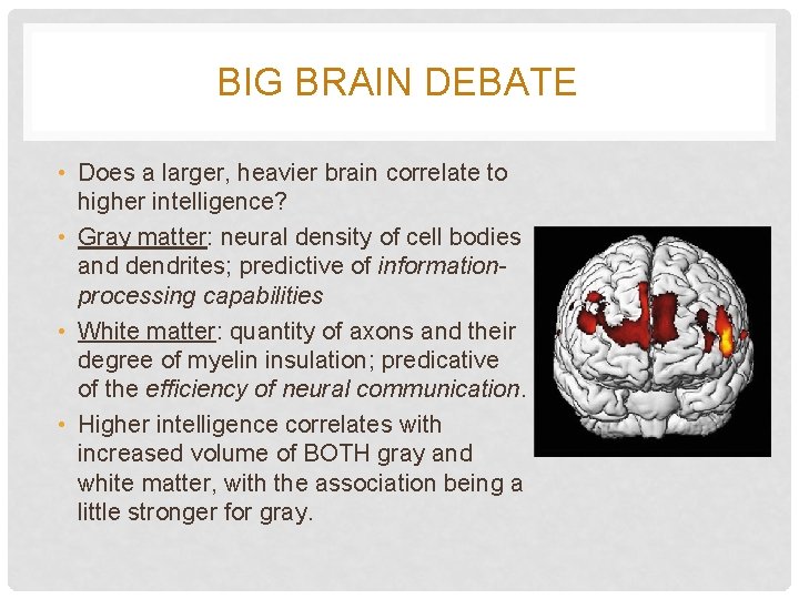 BIG BRAIN DEBATE • Does a larger, heavier brain correlate to higher intelligence? •