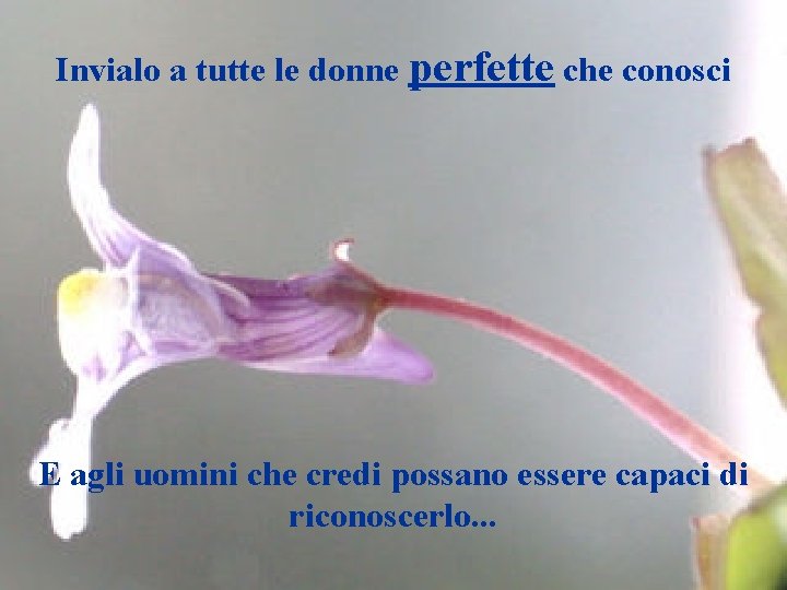 Invialo a tutte le donne perfette che conosci E agli uomini che credi possano