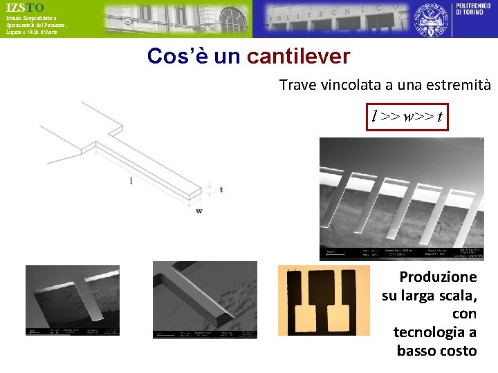 IZSTO Istituto Zooprofilattico Sperimentale del Piemonte, Liguria e Valle d’Aosta Cos’è un cantilever Trave