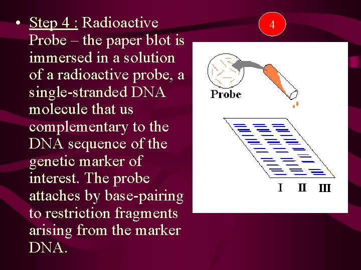 • Step 4 : Radioactive Probe – the paper blot is immersed in