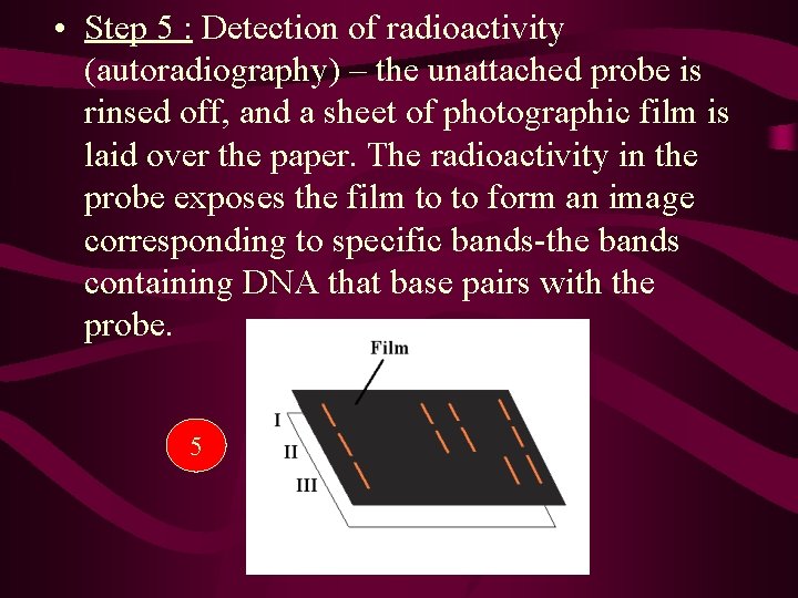  • Step 5 : Detection of radioactivity (autoradiography) – the unattached probe is