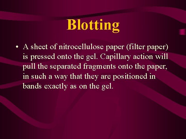 Blotting • A sheet of nitrocellulose paper (filter paper) is pressed onto the gel.