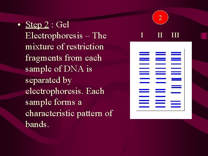  • Step 2 : Gel Electrophoresis – The mixture of restriction fragments from