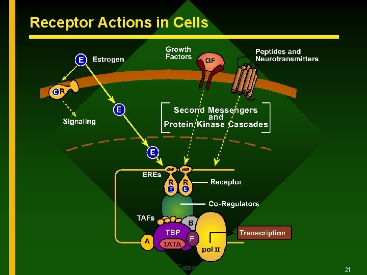 Receptor Actions in Cells (B. Katzenellenbogen et al. Recent Prog. Horm. Res. , 2000)